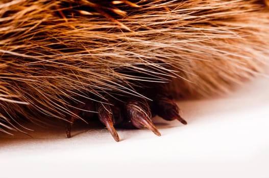 Hedgehog