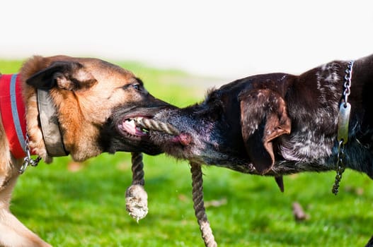 Playing Dogs