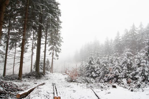 winter landscape