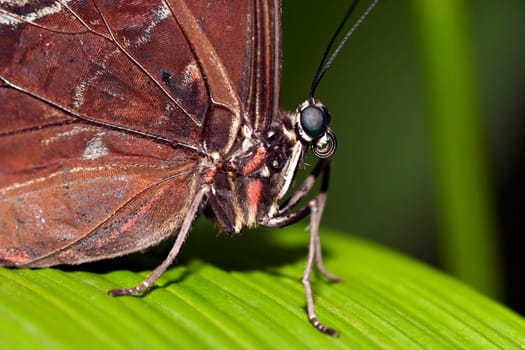 Blue Morpho Butterfly