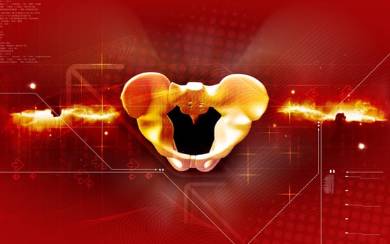 Pelvic girdle