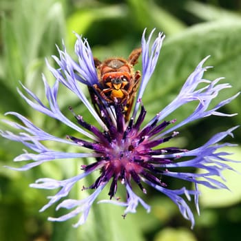 European Hornet (Vespa crabro) with flower thorn - macro shot