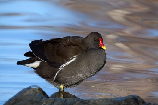 Moorhen