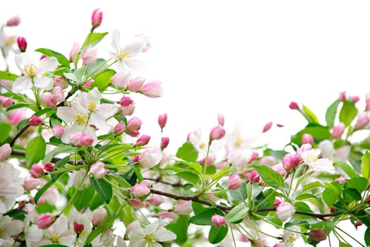 Apple blossoms