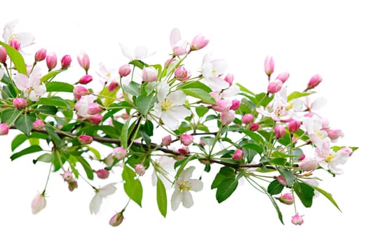 Blooming apple tree branch