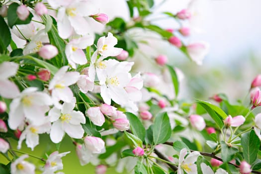 Blooming apple tree