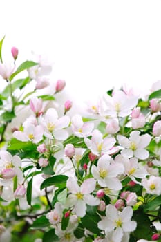 Apple blossoms background