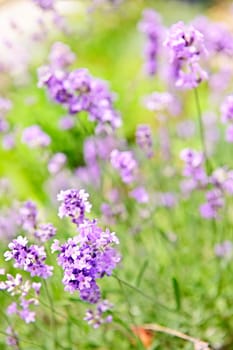 Lavender blooming in a garden