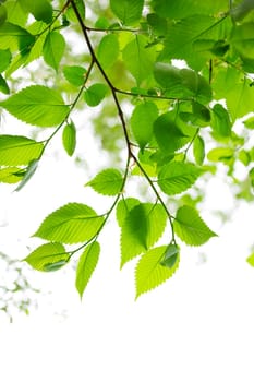 Green spring leaves on white background