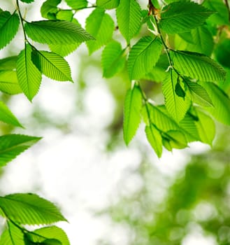 Green spring leaves