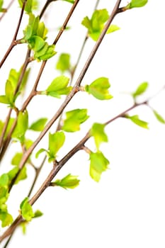 Branches with green spring leaves