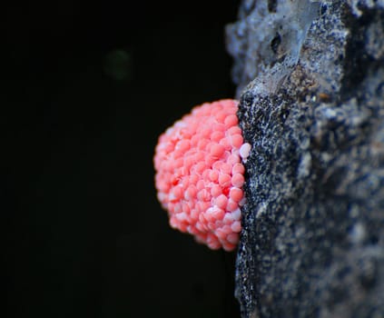 Apple snail clutch