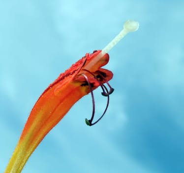 Blossom of a pubic flower
