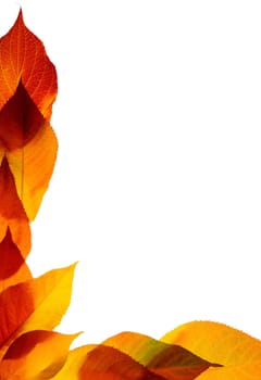 Autumn leaves