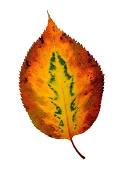Autumn leaf