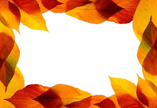 Autumn leaves