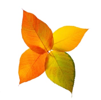 Autumn leaves