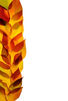 Autumn leaves