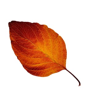 Autumn leaf