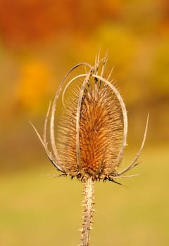 Thistle