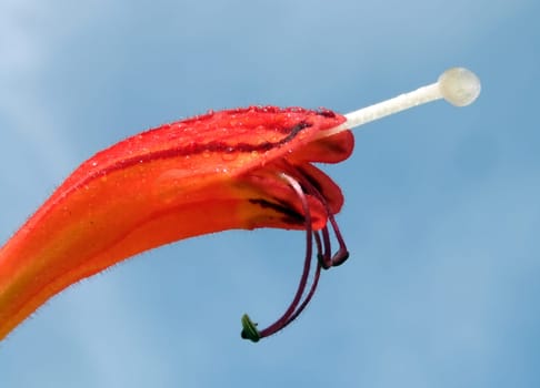 Blossom of a Meaningful Flower