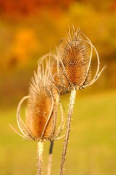 Thistle
