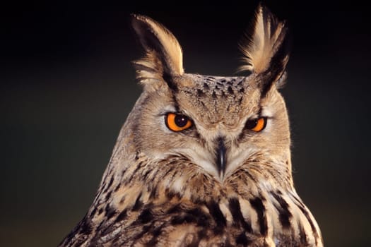Bubo bubo,European Eagle Owl