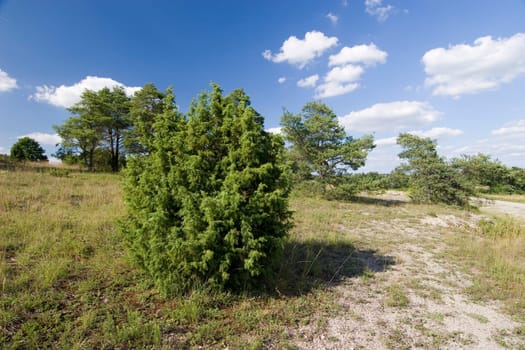 NSG Ruin Homburg near Gssenheim. Habitat steppe heath forest a special feature