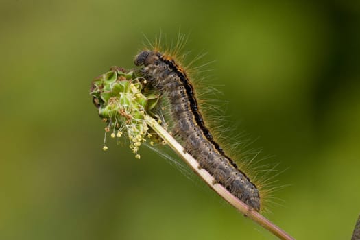 Milkweed moth,Malacosoma castrensis