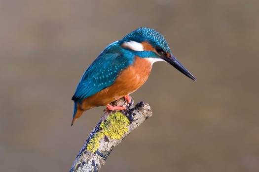 Kingfisher,Alcedo atthis