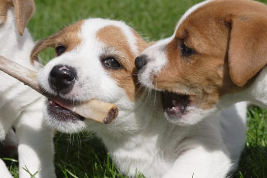 Young Jack Russell Terrier Playing