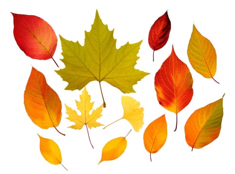 Autumn leaves