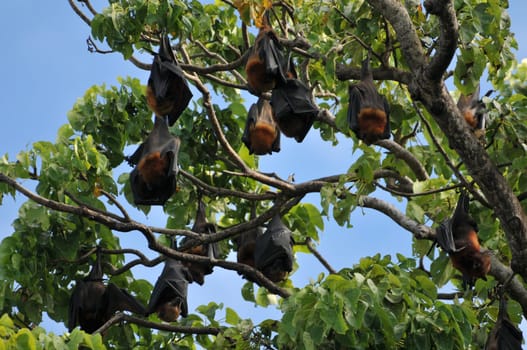Fruit bats sleep on a tree during the day. Only around 6:00 p.m.,when it gets dark,do they start to search for food.