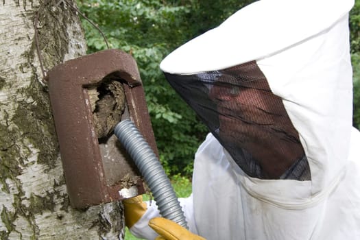 a hymenoptera expert sucks up a wasp's nest and settles the individuals on a