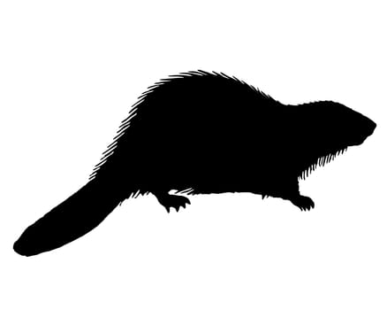 Beaver