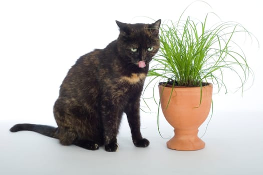 Cat sitting next to cat grass