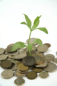 green plant