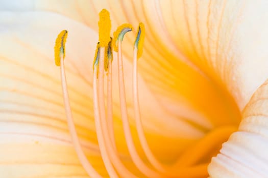 Lilly bloom