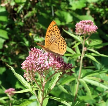Emperor's mantle on stonecrop