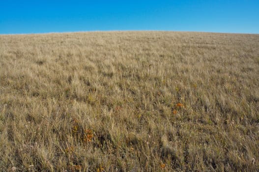 Prairie grasslands