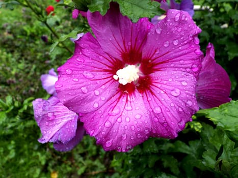 Garden Hibiscus