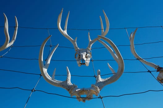 Deer Antlers