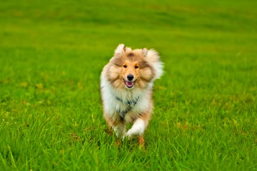 Collie