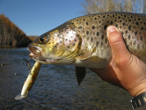 Fishing trout
