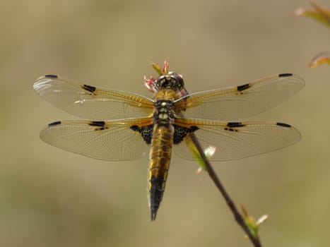 Dragonfly 4 Spot