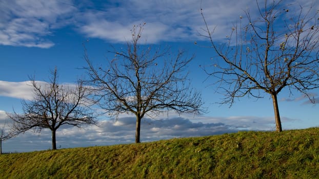 Trees in autumn