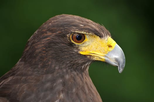 Steppe eagle