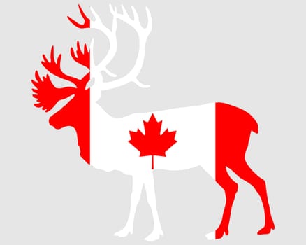 Canadian Caribou