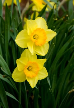 Daffodils