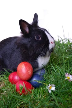 Easter or easter egg